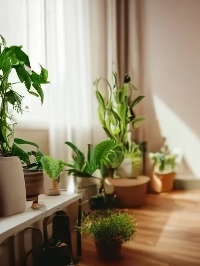 हमेशा ऑक्सीजन देने वाले 5 बेहतरीन इंडोर पौधे